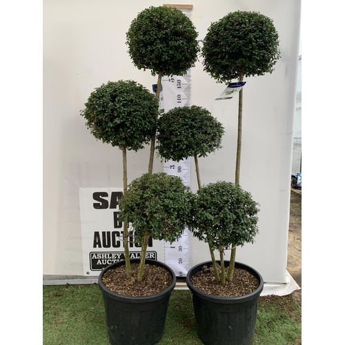 44 - A PAIR OF LARGE TRI BALL POM POM LIGUSTRUM JONANDRUM TREES IN A 35 LITRE POT. APPROX 2 METRES TALL, ... 