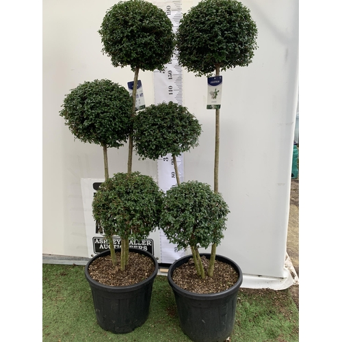 44 - A PAIR OF LARGE TRI BALL POM POM LIGUSTRUM JONANDRUM TREES IN A 35 LITRE POT. APPROX 2 METRES TALL, ... 