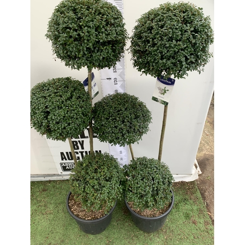 44 - A PAIR OF LARGE TRI BALL POM POM LIGUSTRUM JONANDRUM TREES IN A 35 LITRE POT. APPROX 2 METRES TALL, ... 