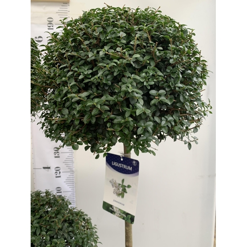 44 - A PAIR OF LARGE TRI BALL POM POM LIGUSTRUM JONANDRUM TREES IN A 35 LITRE POT. APPROX 2 METRES TALL, ... 