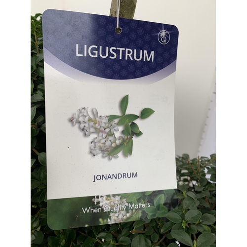 44 - A PAIR OF LARGE TRI BALL POM POM LIGUSTRUM JONANDRUM TREES IN A 35 LITRE POT. APPROX 2 METRES TALL, ... 