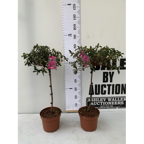 47 - TWO AZALEA JAPONICA STANDARD TREE DEEP PINK 'VIOLETTA'. APPROX 80CM IN HEIGHT IN 4 LTR POTS, TO BE S... 