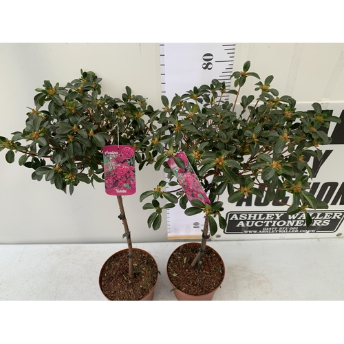 47 - TWO AZALEA JAPONICA STANDARD TREE DEEP PINK 'VIOLETTA'. APPROX 80CM IN HEIGHT IN 4 LTR POTS, TO BE S... 