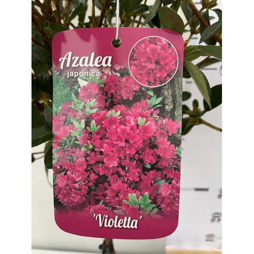 47 - TWO AZALEA JAPONICA STANDARD TREE DEEP PINK 'VIOLETTA'. APPROX 80CM IN HEIGHT IN 4 LTR POTS, TO BE S... 