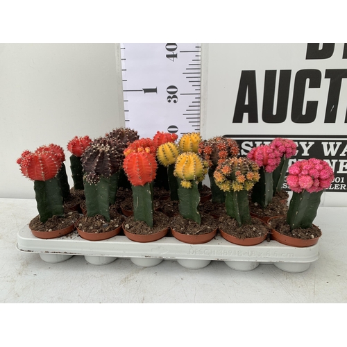 48 - EIGHTEEN MOON CACTUS GYMNOCALYCIUM MIHANOVICHII IN 9CM POTS ON A TRAY. BRIGHTLY COLOURED MIXED VARIE... 