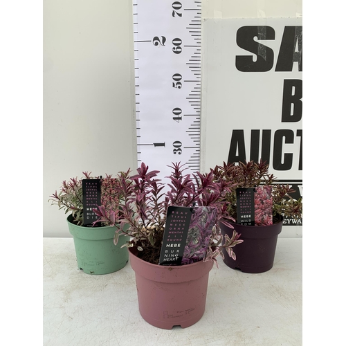 54 - THREE MIXED MAGIC COLOUR HEBES, 'BLONDIE', 'BURNING HEART' AND 'WILD ROMANCE'. IN 2 LTR POTS, BRIGHT... 