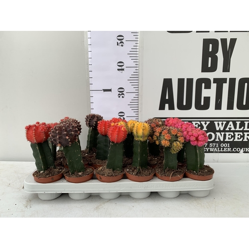 6 - EIGHTEEN MOON CACTUS GYMNOCALYCIUM MIHANOVICHII IN 9CM POTS ON A TRAY. BRIGHTLY COLOURED MIXED VARIE... 