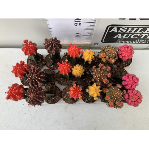 6 - EIGHTEEN MOON CACTUS GYMNOCALYCIUM MIHANOVICHII IN 9CM POTS ON A TRAY. BRIGHTLY COLOURED MIXED VARIE... 