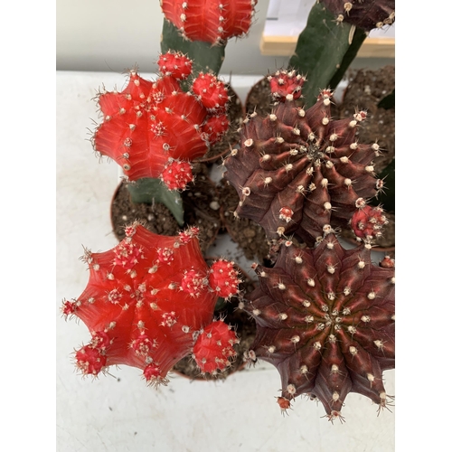 6 - EIGHTEEN MOON CACTUS GYMNOCALYCIUM MIHANOVICHII IN 9CM POTS ON A TRAY. BRIGHTLY COLOURED MIXED VARIE... 