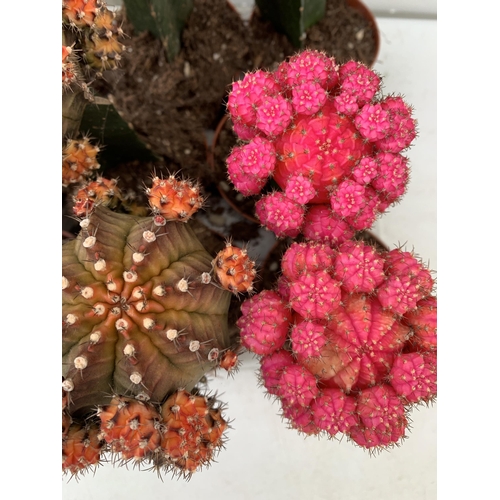 6 - EIGHTEEN MOON CACTUS GYMNOCALYCIUM MIHANOVICHII IN 9CM POTS ON A TRAY. BRIGHTLY COLOURED MIXED VARIE... 