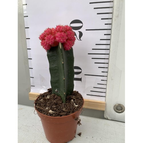 6 - EIGHTEEN MOON CACTUS GYMNOCALYCIUM MIHANOVICHII IN 9CM POTS ON A TRAY. BRIGHTLY COLOURED MIXED VARIE... 