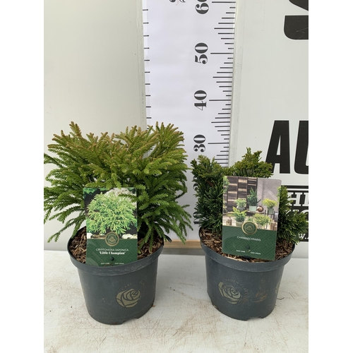 67 - TWO CONIFER VARIETIES, CHAMAECYPARIS AND CYPTOMERIA JAPONICA 'LITTLE CHAMPION'. APPROX 30-40CM TALL ... 