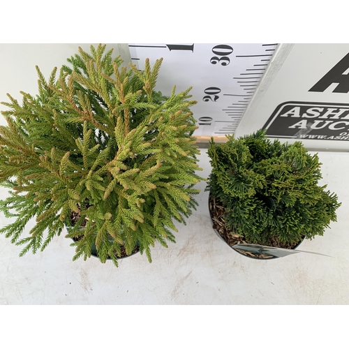 67 - TWO CONIFER VARIETIES, CHAMAECYPARIS AND CYPTOMERIA JAPONICA 'LITTLE CHAMPION'. APPROX 30-40CM TALL ... 