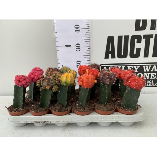 70 - EIGHTEEN MOON CACTUS GYMNOCALYCIUM MIHANOVICHII IN 9CM POTS ON A TRAY. BRIGHTLY COLOURED MIXED VARIE... 