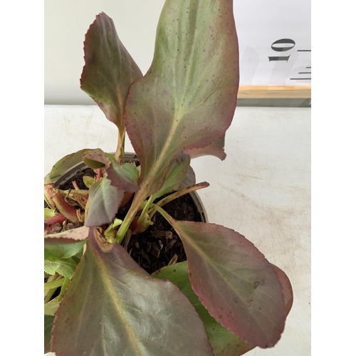 76 - THREE BERGENIAS 'BRESSINGHAM WHITE' ELEPHANTS EARS IN 2 LTR POTS. APPROX 30CM IN HEIGHT, HAVE WHITE ... 