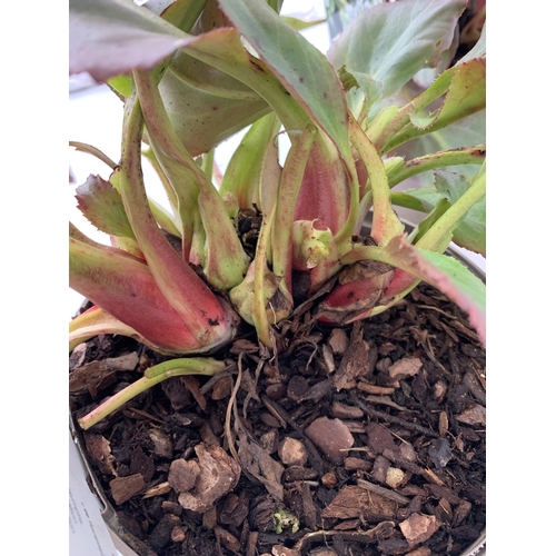 76 - THREE BERGENIAS 'BRESSINGHAM WHITE' ELEPHANTS EARS IN 2 LTR POTS. APPROX 30CM IN HEIGHT, HAVE WHITE ... 