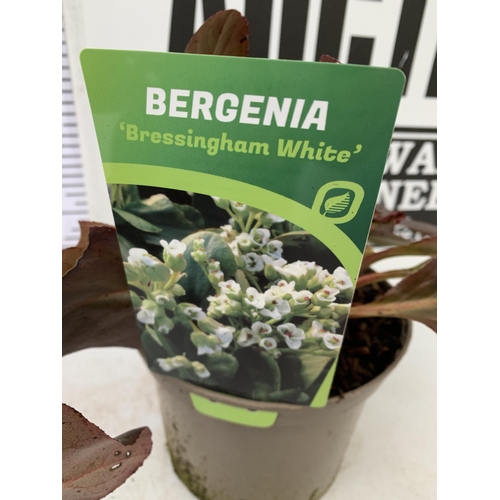 76 - THREE BERGENIAS 'BRESSINGHAM WHITE' ELEPHANTS EARS IN 2 LTR POTS. APPROX 30CM IN HEIGHT, HAVE WHITE ... 