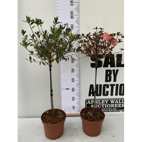 78 - TWO AZALEA JAPONICA STANDARD TREE ORANGE 'STEWARTONIA' AND WHITE 'MEME'. APPROX 90-100CM IN HEIGHT I... 