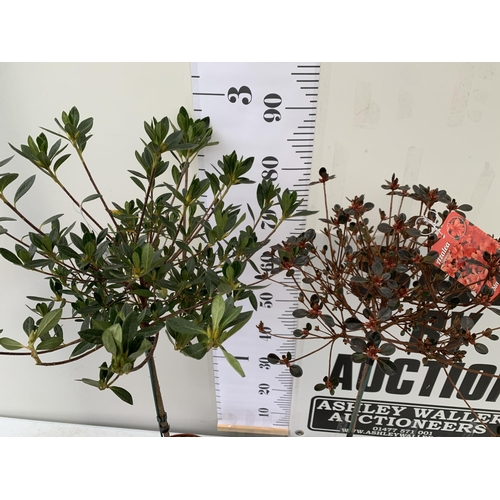 78 - TWO AZALEA JAPONICA STANDARD TREE ORANGE 'STEWARTONIA' AND WHITE 'MEME'. APPROX 90-100CM IN HEIGHT I... 