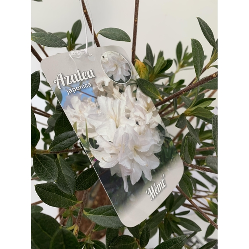 78 - TWO AZALEA JAPONICA STANDARD TREE ORANGE 'STEWARTONIA' AND WHITE 'MEME'. APPROX 90-100CM IN HEIGHT I... 