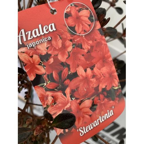 78 - TWO AZALEA JAPONICA STANDARD TREE ORANGE 'STEWARTONIA' AND WHITE 'MEME'. APPROX 90-100CM IN HEIGHT I... 