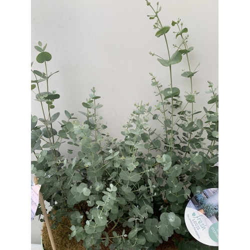 79 - TWO EUCALYPTUS GUNNI 'FRESH LOUIS', CIDER GUM IN 3 LTR POTS. APPROX 60CM IN HEIGHT, TO BE SOLD FOR T... 