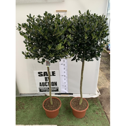 84 - A PAIR OF STANDARD HOLLY ILEX AQUIFOLIUM J C VAN TOLL TREES OVER 200CM IN A 20 LITRE POT TO BE SOLD ... 