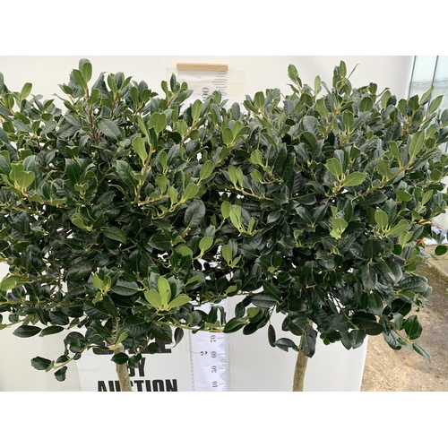 84 - A PAIR OF STANDARD HOLLY ILEX AQUIFOLIUM J C VAN TOLL TREES OVER 200CM IN A 20 LITRE POT TO BE SOLD ... 