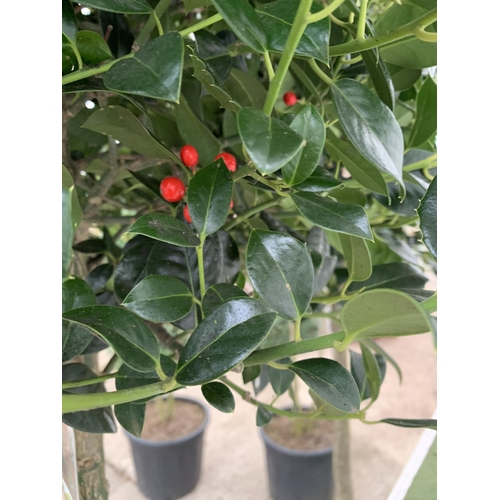 84 - A PAIR OF STANDARD HOLLY ILEX AQUIFOLIUM J C VAN TOLL TREES OVER 200CM IN A 20 LITRE POT TO BE SOLD ... 