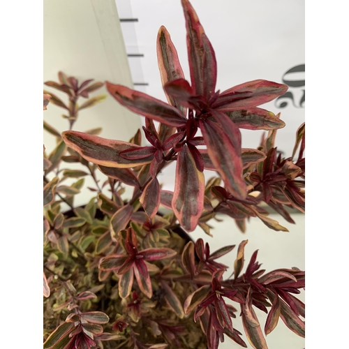 86 - THREE MIXED MAGIC COLOUR HEBES, 'MAGIC SUMMER', 'BURNING HEART' AND 'WILD ROMANCE'. IN 2 LTR POTS, B... 