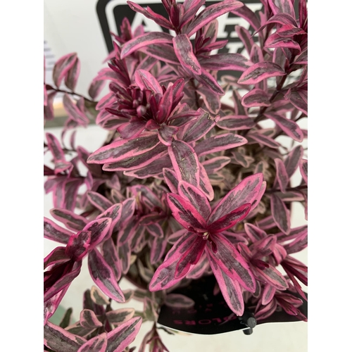 86 - THREE MIXED MAGIC COLOUR HEBES, 'MAGIC SUMMER', 'BURNING HEART' AND 'WILD ROMANCE'. IN 2 LTR POTS, B... 