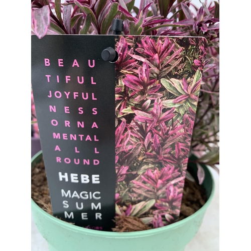 86 - THREE MIXED MAGIC COLOUR HEBES, 'MAGIC SUMMER', 'BURNING HEART' AND 'WILD ROMANCE'. IN 2 LTR POTS, B... 