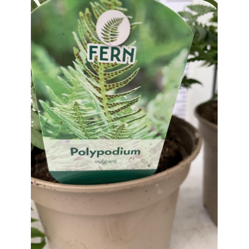 87 - FOUR MIXED VARIETIES OF FERNS TO INCLUDE POLYPODIUM, CYRTOMIUM AND DRYOPTERIS IN 2 LTR POTS. APPROX ... 