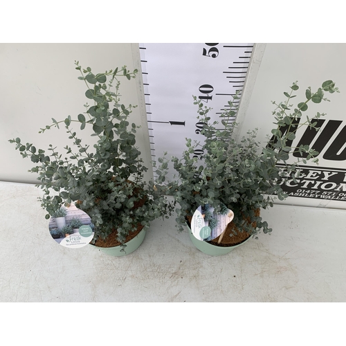 91 - TWO EUCALYPTUS GUNNI 'FRESH LOUIS', CIDER GUM IN 3 LTR POTS. APPROX 60CM IN HEIGHT, TO BE SOLD FOR T... 