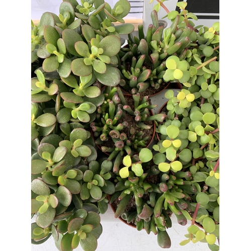 92 - EIGHTEEN MIXED CRASSULA SUCCULENT PLANTS IN 9CM POTS ON A TRAY. BETWEEN 10-20CM IN HEIGHT TO BE SOLD... 