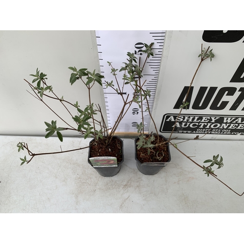 93 - TWO BUDDLEIA DAVIDII 'ROYAL RED' AND 'BLACK KNIGHT'. APPROX 50CM TALL IN 2 LTR POTS, TO BE SOLD FOR ... 