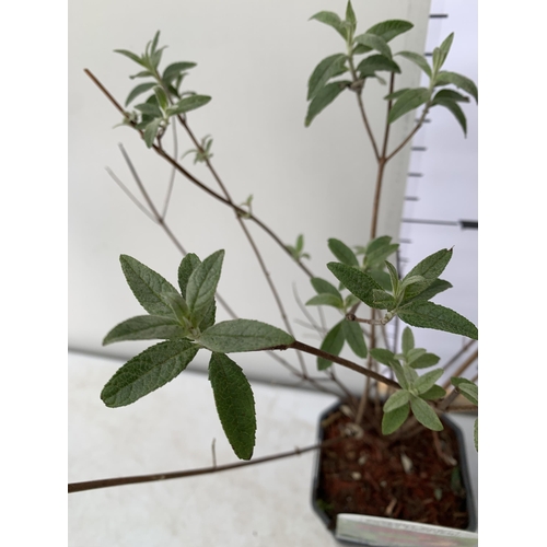 93 - TWO BUDDLEIA DAVIDII 'ROYAL RED' AND 'BLACK KNIGHT'. APPROX 50CM TALL IN 2 LTR POTS, TO BE SOLD FOR ... 