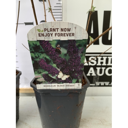 93 - TWO BUDDLEIA DAVIDII 'ROYAL RED' AND 'BLACK KNIGHT'. APPROX 50CM TALL IN 2 LTR POTS, TO BE SOLD FOR ... 