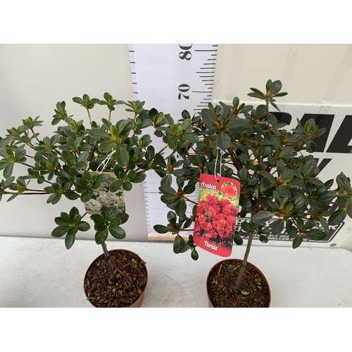 94 - TWO AZALEA JAPONICA STANDARD TREE RED/ PINK 'FLORIDA' AND ONE WHITE 'HENDRIK'. APPROX ONE METRE IN H... 