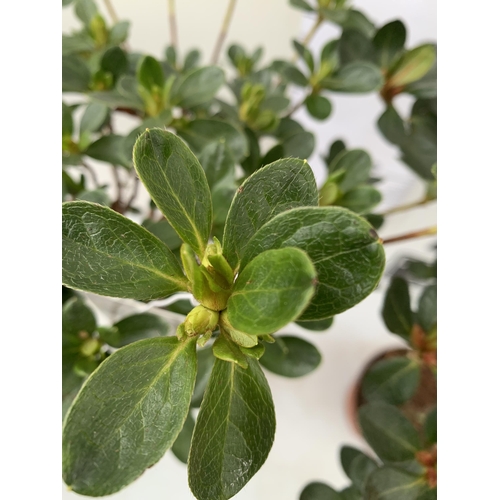 94 - TWO AZALEA JAPONICA STANDARD TREE RED/ PINK 'FLORIDA' AND ONE WHITE 'HENDRIK'. APPROX ONE METRE IN H... 