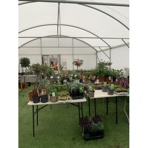 0 - WELCOME TO ASHLEY WALLER HORTICULTURE AUCTION ONLINE