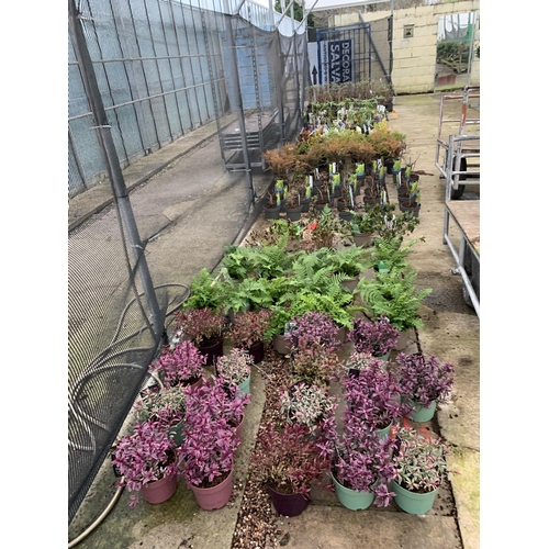 0 - WELCOME TO ASHLEY WALLER HORTICULTURE AUCTION ONLINE