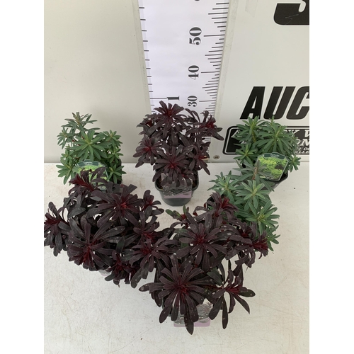 36 - SIX EUPHORBIA CHARACIAS IN 'MINERS MERLOT' AND 'WULFENII'. IN 2.5 LTR POTS, APPROX 40CM IN HEIGHT. T... 