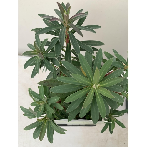 36 - SIX EUPHORBIA CHARACIAS IN 'MINERS MERLOT' AND 'WULFENII'. IN 2.5 LTR POTS, APPROX 40CM IN HEIGHT. T... 