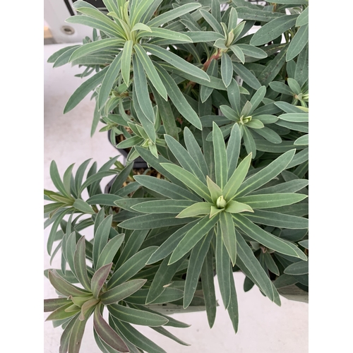 39 - SIX EUPHORBIA CHARACIAS IN GREEN 'WULFENII'. IN 2.5 LTR POTS, APPROX 40CM IN HEIGHT. TO BE SOLD FOR ... 