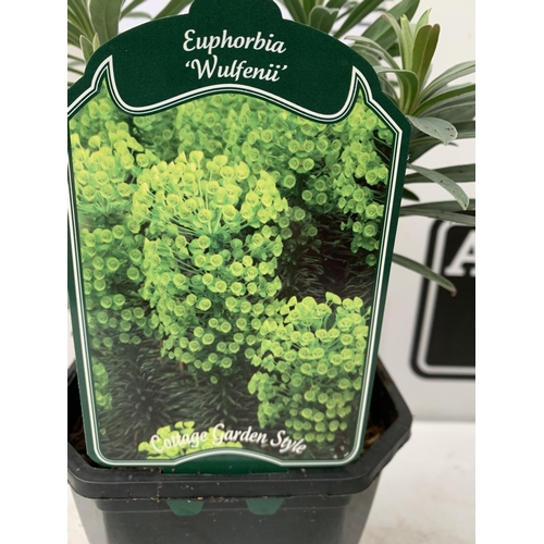 39 - SIX EUPHORBIA CHARACIAS IN GREEN 'WULFENII'. IN 2.5 LTR POTS, APPROX 40CM IN HEIGHT. TO BE SOLD FOR ... 