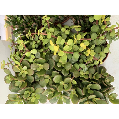 40 - EIGHTEEN MIXED CRASSULA SUCCULENT PLANTS IN 9CM POTS ON A TRAY. BETWEEN 10-20CM IN HEIGHT TO BE SOLD... 