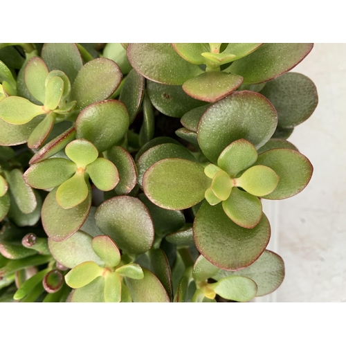 40 - EIGHTEEN MIXED CRASSULA SUCCULENT PLANTS IN 9CM POTS ON A TRAY. BETWEEN 10-20CM IN HEIGHT TO BE SOLD... 