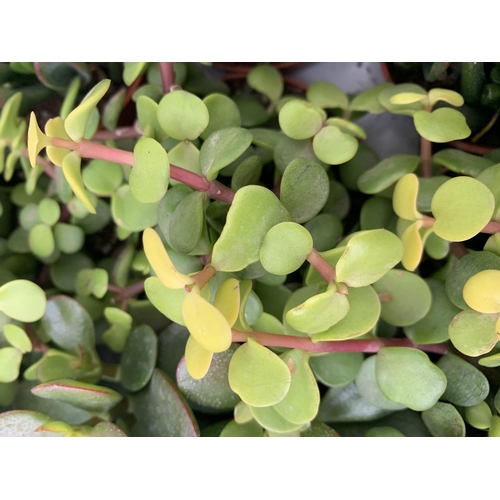 40 - EIGHTEEN MIXED CRASSULA SUCCULENT PLANTS IN 9CM POTS ON A TRAY. BETWEEN 10-20CM IN HEIGHT TO BE SOLD... 