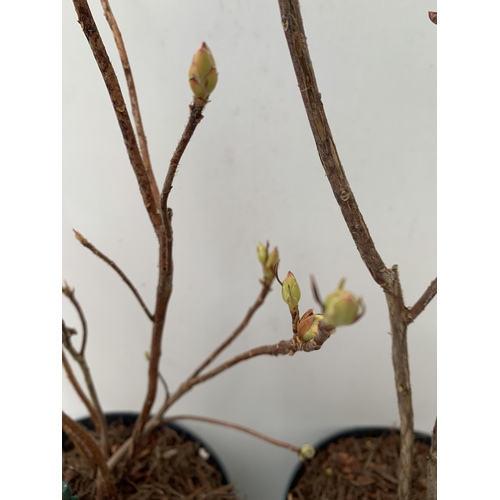 68 - TWO RHODODENDRON KNAPHILL LUTEUM PINK 'JOLIE MADAME' AND CREAM/ ORANGE 'CHANEL' IN BUD. IN 2 LTR POT... 